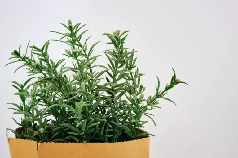 자취방에서 키우기 쉬운 식물 8가지 어떤 것이 있을까요