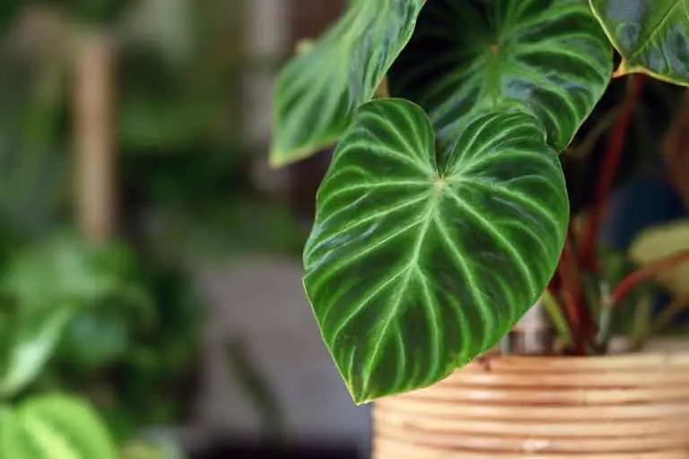 공기정화 식물 추천 12가지, 식물 초보도 쉽게 키워요