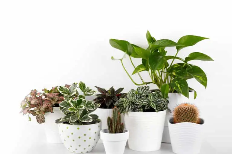 실내 화초 종류 11가지, 가장 인기 있는 식물을 키우세요