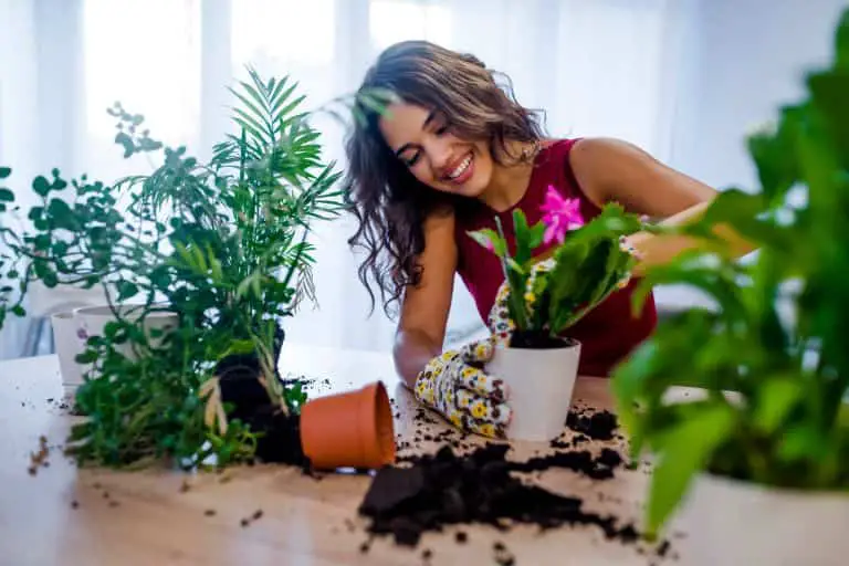 집안에 두면 좋은 식물 12가지 알고 키우세요!