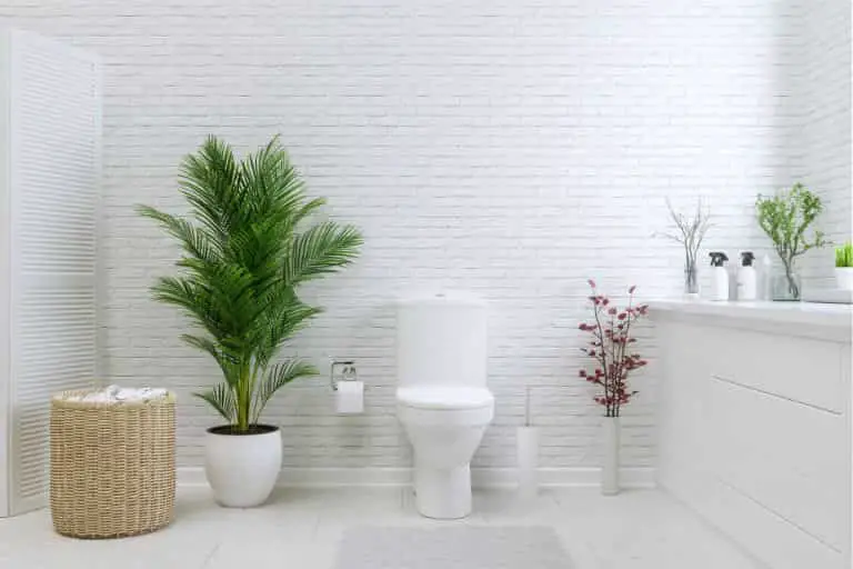 화장실 식물 인테리어 11가지, 화장실 냄새 제거 탁월